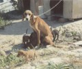Ηράκλειο Κρήτης: Μήνυσε τον γείτονα επειδή τον κατήγγειλε για την κακοποίηση των σκυλιών